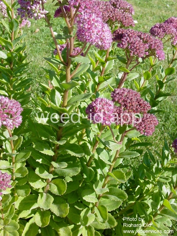 stonecrop, live-forever
